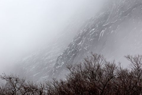 Misty Winterscape: Foggy Mountain Face Looming Over Bare Winter Birch and Shrub Silhouettes