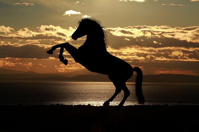 Image depicts a dramatic silhouette of a horse rearing at sunset near the ocean. Ideal for designs and promotions related to nature, animals, freedom, adventure, travel destinations, and equestrian themes.