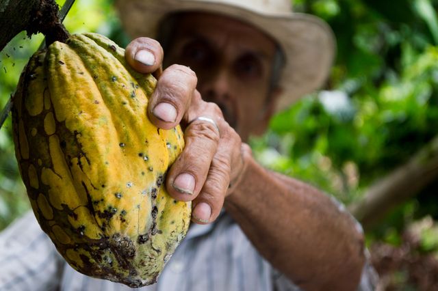 Farmer inspecting a ripe cacao pod on a plantation. Suitable for topics related to farming, agriculture, cacao production, organic farming, and nature themes. Useful for articles, presentations, advertisements, and educational materials about agriculture, chocolate production, and sustainable farming practices.