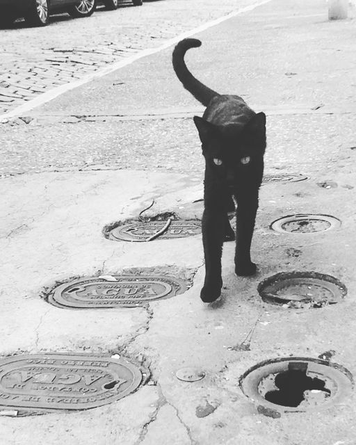 A black cat confidently walking along an urban sidewalk with several manhole covers. The black and white color scheme adds an element of mystery and drama to the scene. Suitable for use in themes related to urban life, street photography, pets, or Halloween. Can be used in articles, blogs, and advertisements about city living, stray animals, or urban exploration.
