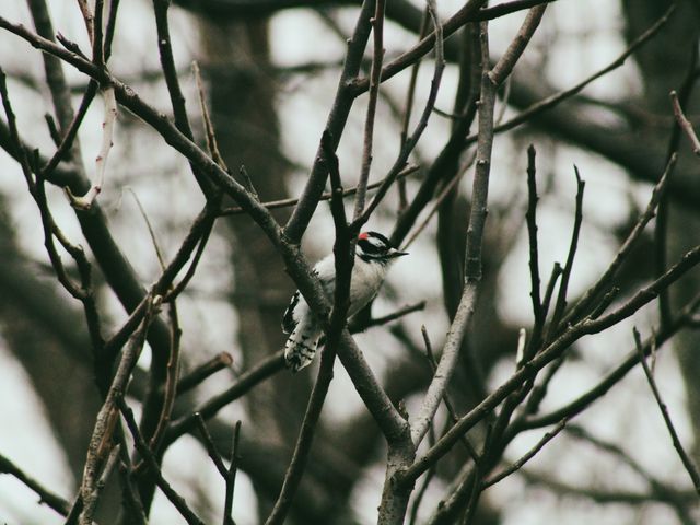 Woodpecker Perched on Branch in Forest - Download Free Stock Photos Pikwizard.com