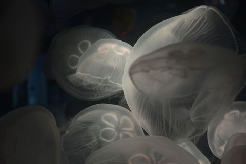 Glowing Transparent Moon Jellyfish in Dark Aquarium - Download Free Stock Images Pikwizard.com