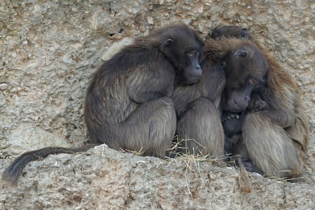 Baboons huddling together on a rocky surface for warmth and protection. Useful for topics related to wildlife, animal behavior, primate social structures, and nature conservation. Great for educational content, nature documentaries, and wildlife articles.