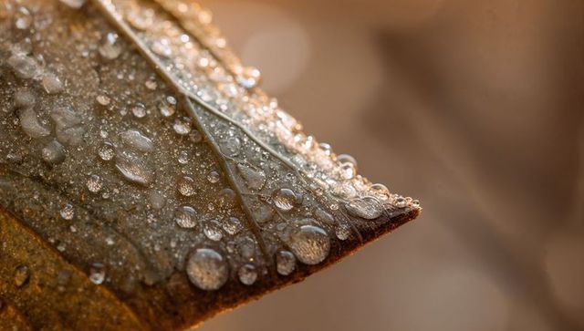 Crowning dew on sunlit brown leaf tip revealing veined texture in macro golden bokeh