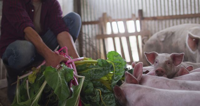 Farmer tending pigs with fresh vegetables and greens in a rustic barn highlights organic, sustainable farming practices. Perfect for topics on agriculture, livestock care, rural life, sustainable living, and organic farming. Useful for articles, websites, and advertisements related to farming and sustainable agriculture.