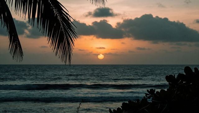 Tropical sunset casting warm orange glow over calm ocean with palm leaf silhouette