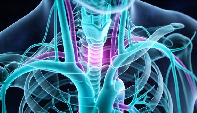 Displaying 3d transparent upper thoracic anatomy with trachea, bronchi, larynx and major vessels