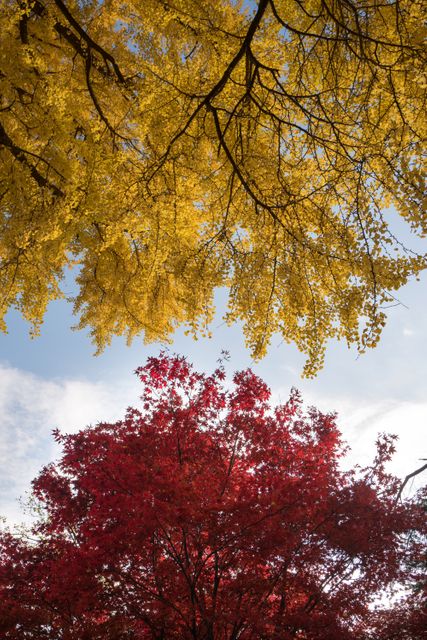Features vibrant autumn foliage with red maple tree and yellow ginkgo tree branches against a clear blue sky. Ideal for use in seasonal promotions, nature articles, travel websites, and calendar designs. Captures beauty and color of autumn season, adding a touch of natural tranquility and vibrancy to any project.