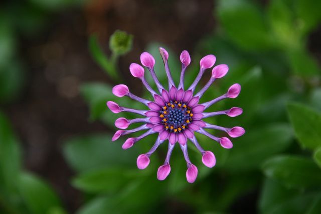 Vibrant African daisy blooming in outdoor garden, rich in colors and symmetrically shaped petals, set against lush green foliage. Ideal for botanical illustrations, gardening blogs, summer event promotions, or environmental awareness campaigns.