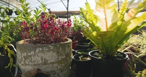 Vibrant Greenhouse With Diverse Potted Plants in Sunlight