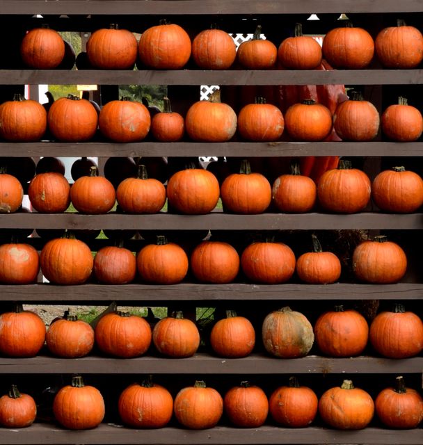 Organized Display of Pumpkins on Wooden Shelves in Autumn - Download Free Stock Photos Pikwizard.com