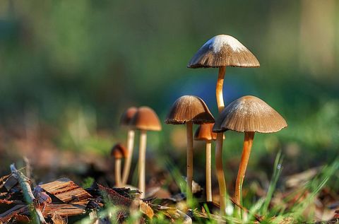 Cluster of wild mushrooms growing on grassy forest floor with soft morning light