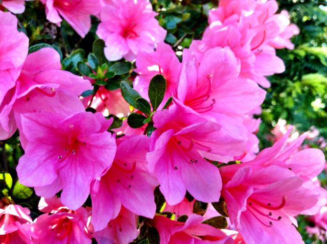 Vibrant Pink Azalea Flowers Blooming in Sunlit Garden - Download Free Stock Photos Pikwizard.com