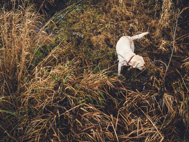 A Labrador dog wearing a red collar is exploring a field of tall, dry autumn grass. Ideal for pet-related content, autumn-themed advertisements, outdoor adventure promotions, wildlife photography blogs, countryside living articles, and nature exploration brochures.