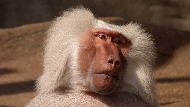 Baboon sitting with a thoughtful expression, showcasing its detailed fur and facial features. This image can be used for educational and wildlife conservation content, animal behavior studies, or nature-themed projects.