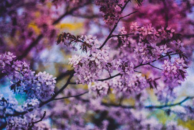 Colorful Blossom Laden Tree Branches in Spring - Download Free Stock Photos Pikwizard.com