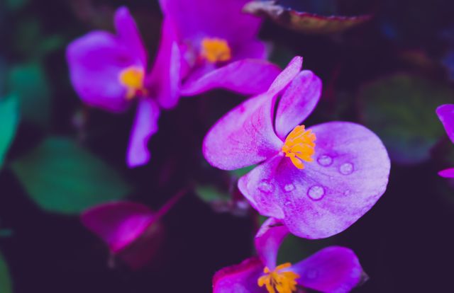 This visually stunning image showcases the vibrant purple flowers adorned with delicate water droplets captured in intricate detail. Ideal for use in garden-themed articles, nature blogs, floral designs, and decorative prints. It adds a touch of natural beauty and elegance to any creative project.