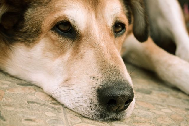 This image shows a close-up of a dog resting its head on a patterned floor. The dog appears sad or thoughtful, adding a sense of emotion to the scene. This image can be used for marketing campaigns related to pet care, emotional bonding with pets, veterinary services, or animal shelter promotions.