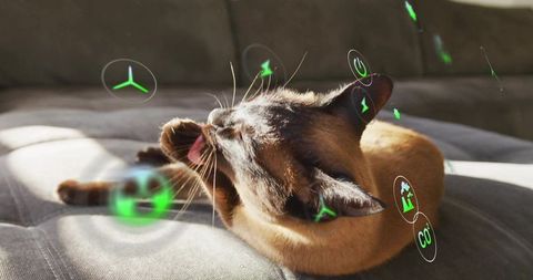 Sunlit brown cat grooming on gray sofa with green holographic icons, licking paw