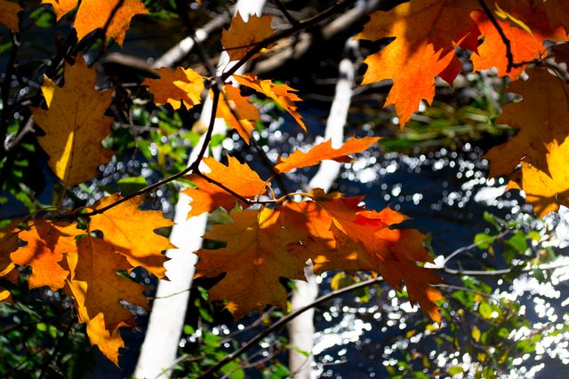 Close-up photographs of vibrant autumn leaves in shades of orange amid branches with a sparkling river background. Used for nature-themed projects, seasonal greetings, tranquil environment depictions, and background visuals emphasizing fall beauty.
