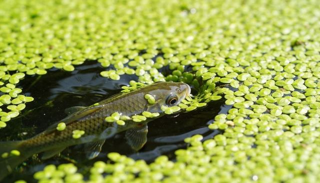 Sunlit minnow breaking water surface through dense green duckweed, closeup macro detail