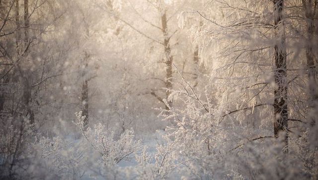 Hoarfrost-glowing birch branches and frosted shrubs in golden winter woodland backlight