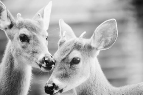 Monochrome Close-Up Two Fawns Nuzzling Intimate Wildlife Portrait