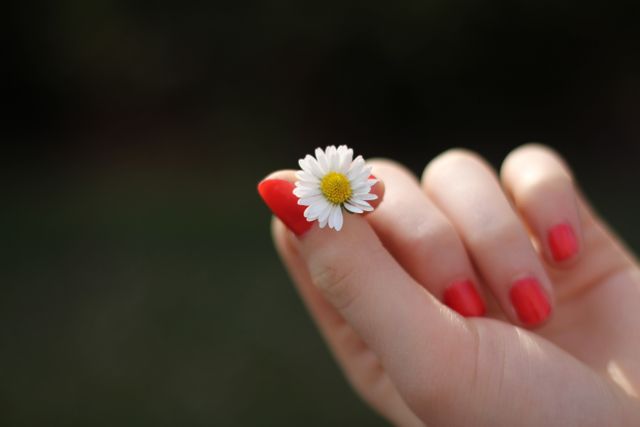 Female hand with well-manicured red nails delicately holding a small white daisy flower. Great use for themes of beauty, cosmetics, nature, gardening, and femininity.