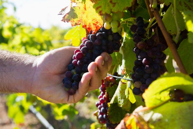 Farmer examining grapes in vineyard - Download Free Stock Photos Pikwizard.com