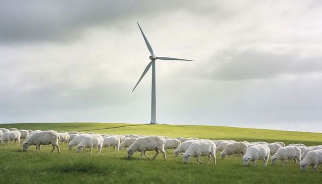 Grazing flock of white sheep on rolling hills with wind turbine turning under overcast sky
