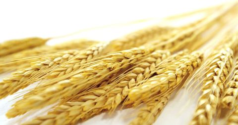 Golden Wheat Stalks Against White Backdrop Symbolizing Agriculture - Download Free Stock Images Pikwizard.com