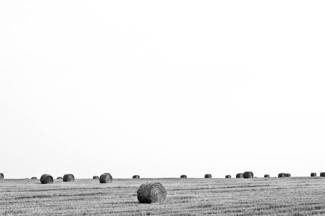 Depicts a serene rural landscape with scattered hay bales in an open field. The clear sky and monochrome tone convey a sense of calm and simplicity. Great for themes related to agriculture, countryside life, and minimalistic art. Could be used in blogs, websites, or publications focusing on farming, nature, or tranquil scenery.