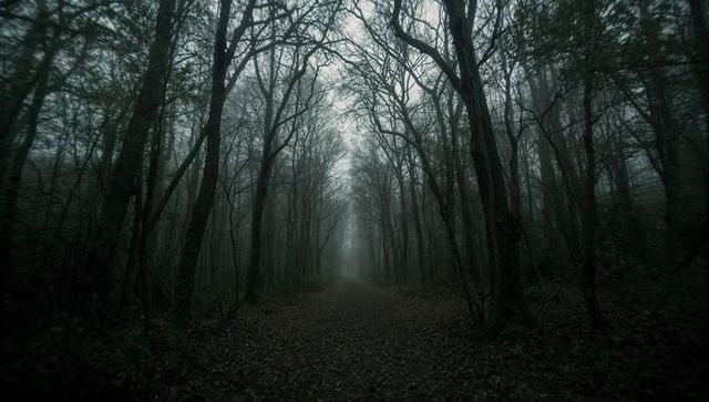 Mystical Fog Lingers Overleaf-Lined Forest Pathway