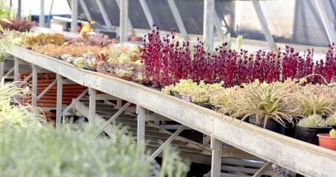Diverse Potted Succulents Arranged in Greenhouse