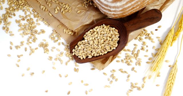 Whole grains of wheat are scattered around a wooden spoon on a white background, with copy space. Wheat is a staple food used to make flour for bread, pasta, pastry, and many other foodstuffs.