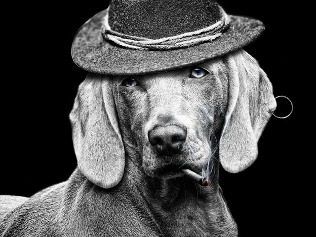 A grayscale image of a dog wearing a stylish hat and holding a lit cigarette in its mouth. The dog's eyes have a piercing look while the smoke curls around its face. This image can be used in advertisements, social media posts, or graphic design projects to convey a sense of coolness or rebellious fashion.