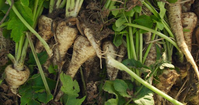 Freshly harvested parsnips lie on the ground, showcasing organic farming. The image captures the essence of sustainable agriculture and farm-to-table produce.