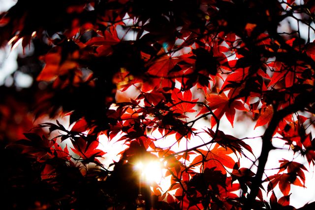 Sunlight Filtering Through Vibrant Red Autumn Leaves - Download Free Stock Photos Pikwizard.com