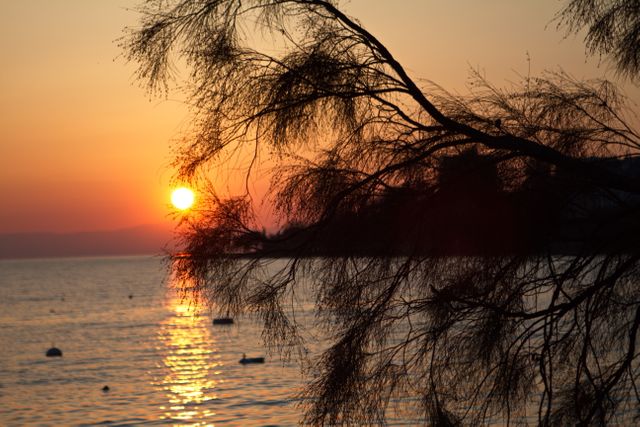Serene Sunset Over Calm Ocean with Silhouetted Tree - Download Free Stock Photos Pikwizard.com