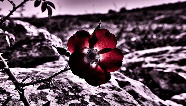 Backlit crimson wild rose on rocky hillside revealing veins and thorny stem moody lighting