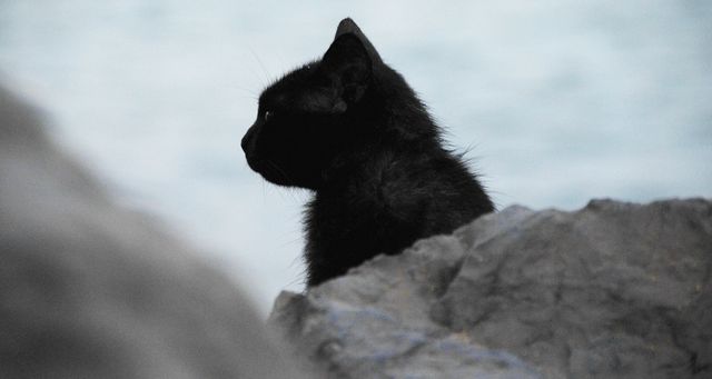 Black cat is silhouetted while sitting on rocks looking at surroundings. Perfect visual for themes of mystery, nature, solitude, or symbolizing independence and curiosity. Ideal for use in blogs, articles, website banners, or social media campaigns focusing on wildlife, pets, or autumn and Halloween themes.
