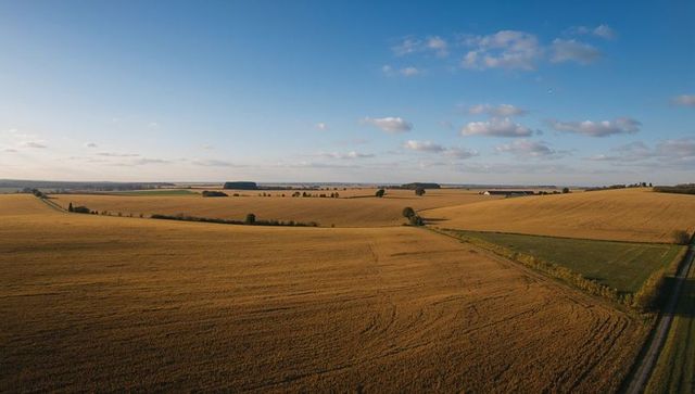 Stretching golden wheat fields rippling under clear blue sky rural harvest panorama