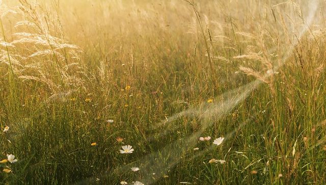 Golden meadow with daisies and sunlit dewy webs