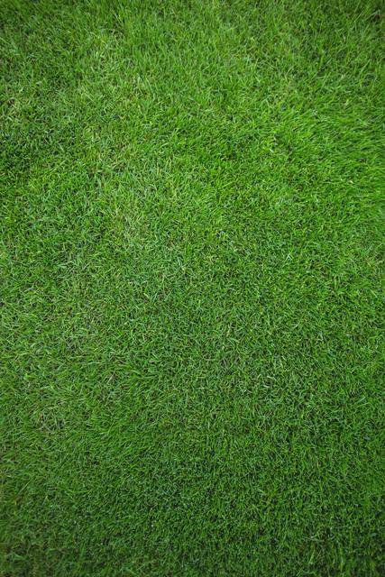 Lush Green Grass Field Background - Download Free Stock Photos Pikwizard.com