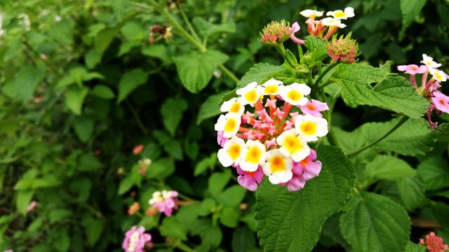 Close-up of Colorful Lantana Flowers in Garden - Download Free Stock Photos Pikwizard.com