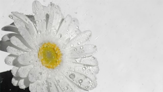 This close-up captures a delicate white gerbera daisy adorned with gentle raindrops against a minimalist white background. The super slow-motion effect highlights the tranquil interaction between the water and flower petals, creating a serene moment of natural beauty. Ideal for use in floral design concepts, nature appreciation projects, or backgrounds that evoke a sense of calm and purity.