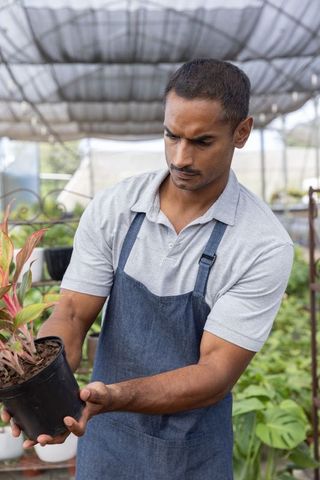 Indian gardener inspecting potted variegated plant while working in greenhouse nursery