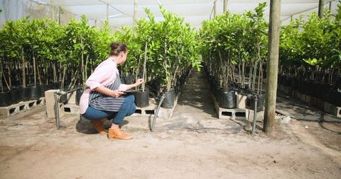 Female Horticultural Worker Inspecting Plants in Nursery