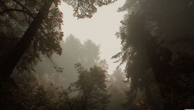 Misty Forest Canopy with Evergreen Trees and Lush Underbrush