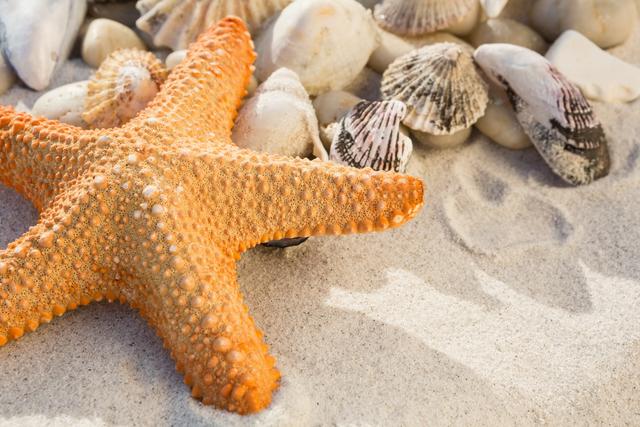 Close-up of pebbles, starfish and various sea shells on sand at beach